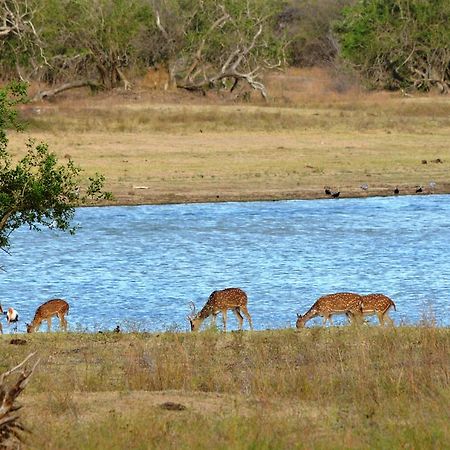 Wild Panthera Yala تيساماهاراما المظهر الخارجي الصورة